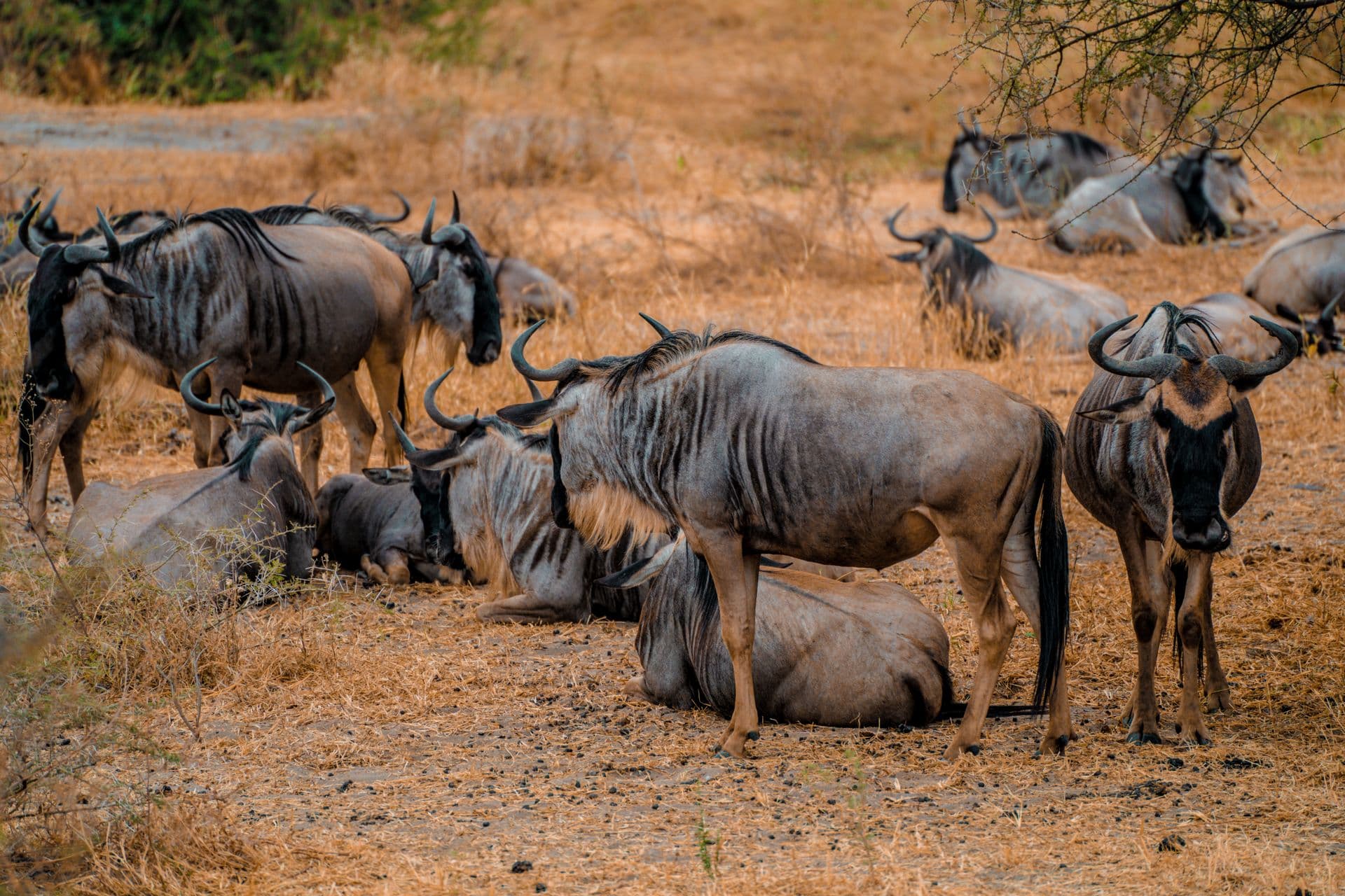 4-Day Travel Africa Premium Luxury Safari Tanzania - Photo 6