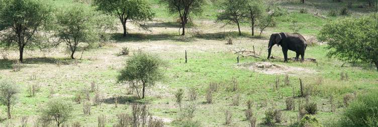 Guided Game Drive in Tarangire