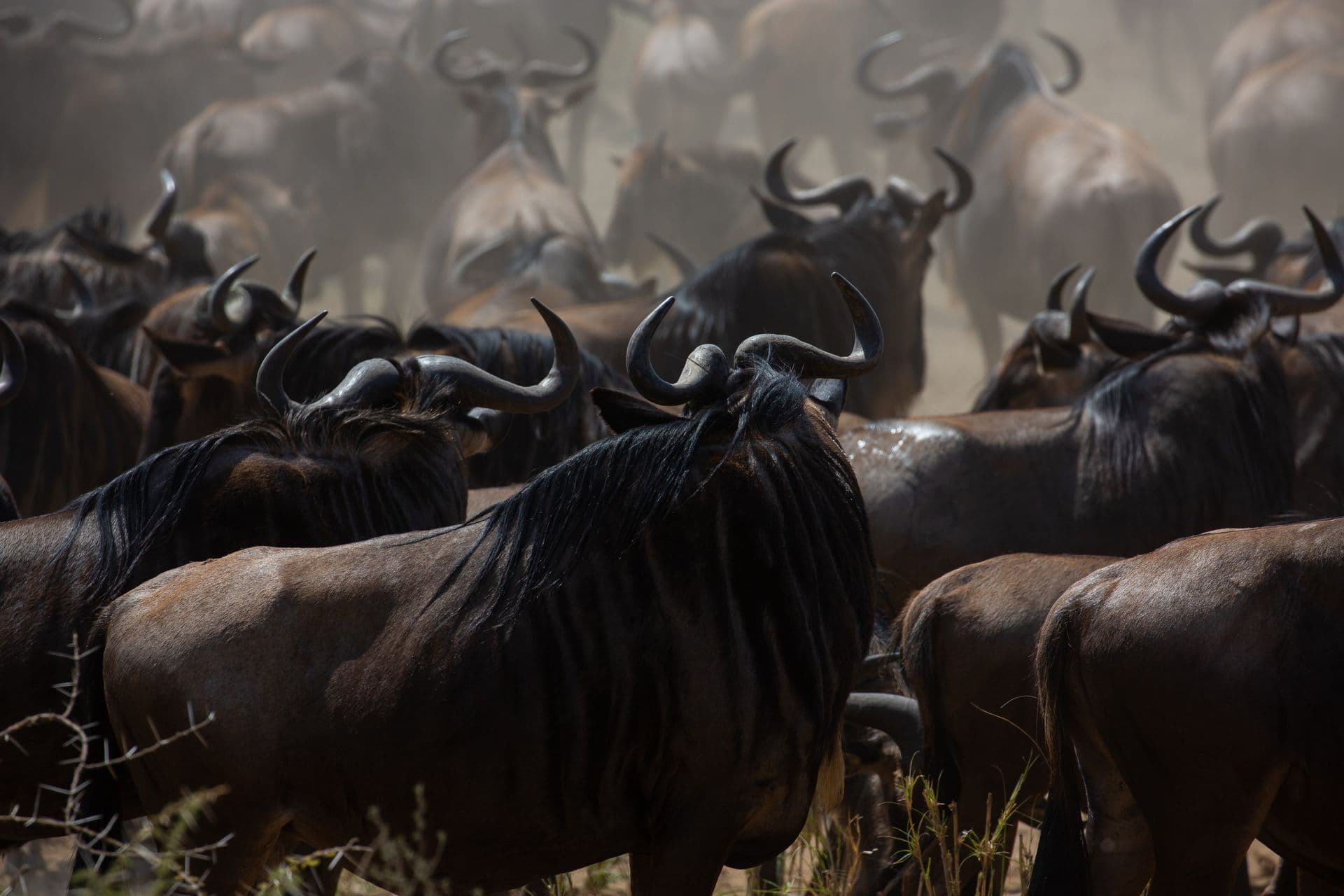7-Day Private Luxury Serengeti Wildebeest Migration Tour