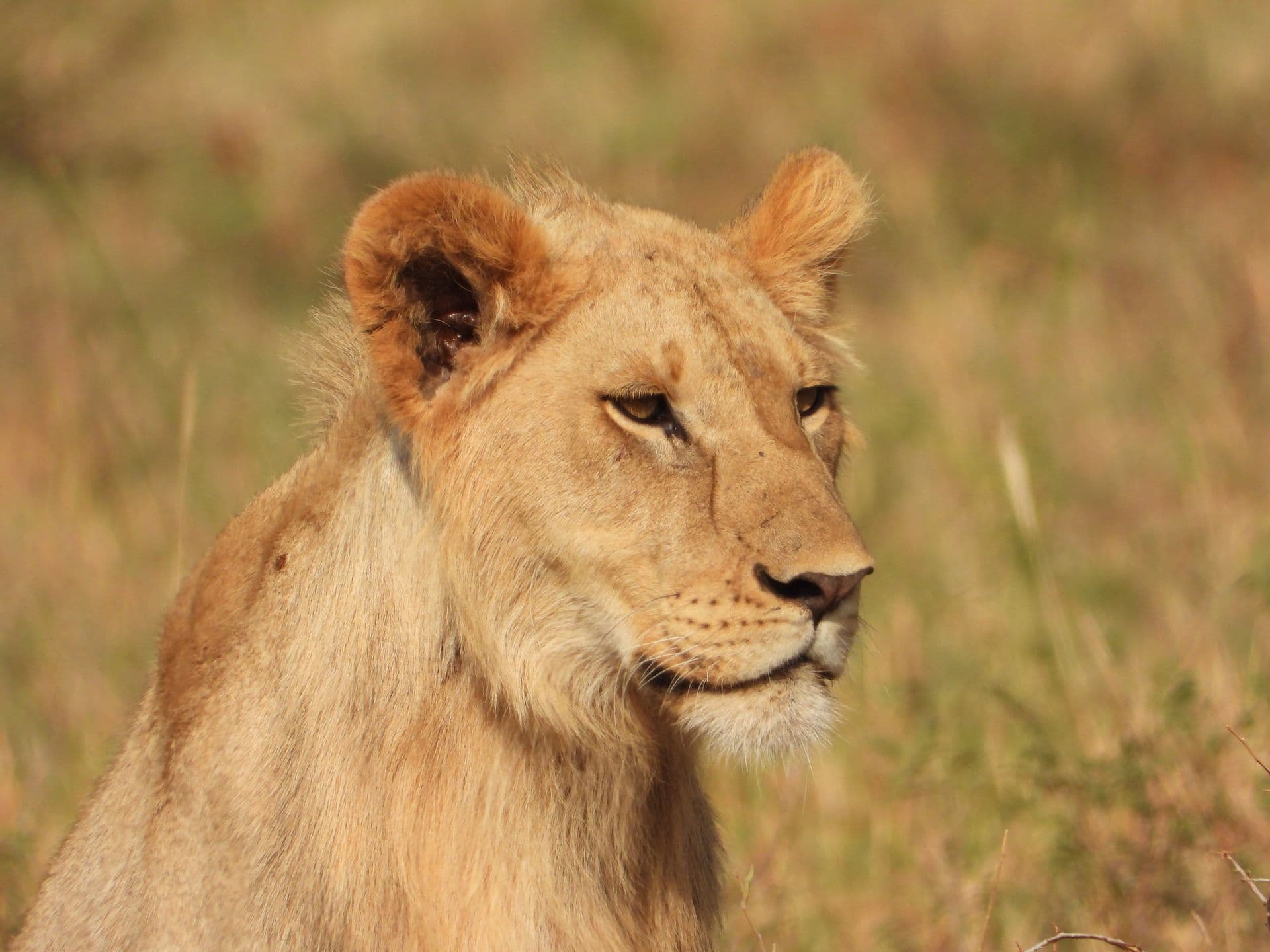 5-Day Luxury Splendor of Tanzania's Grand Wild Safari - Photo 4