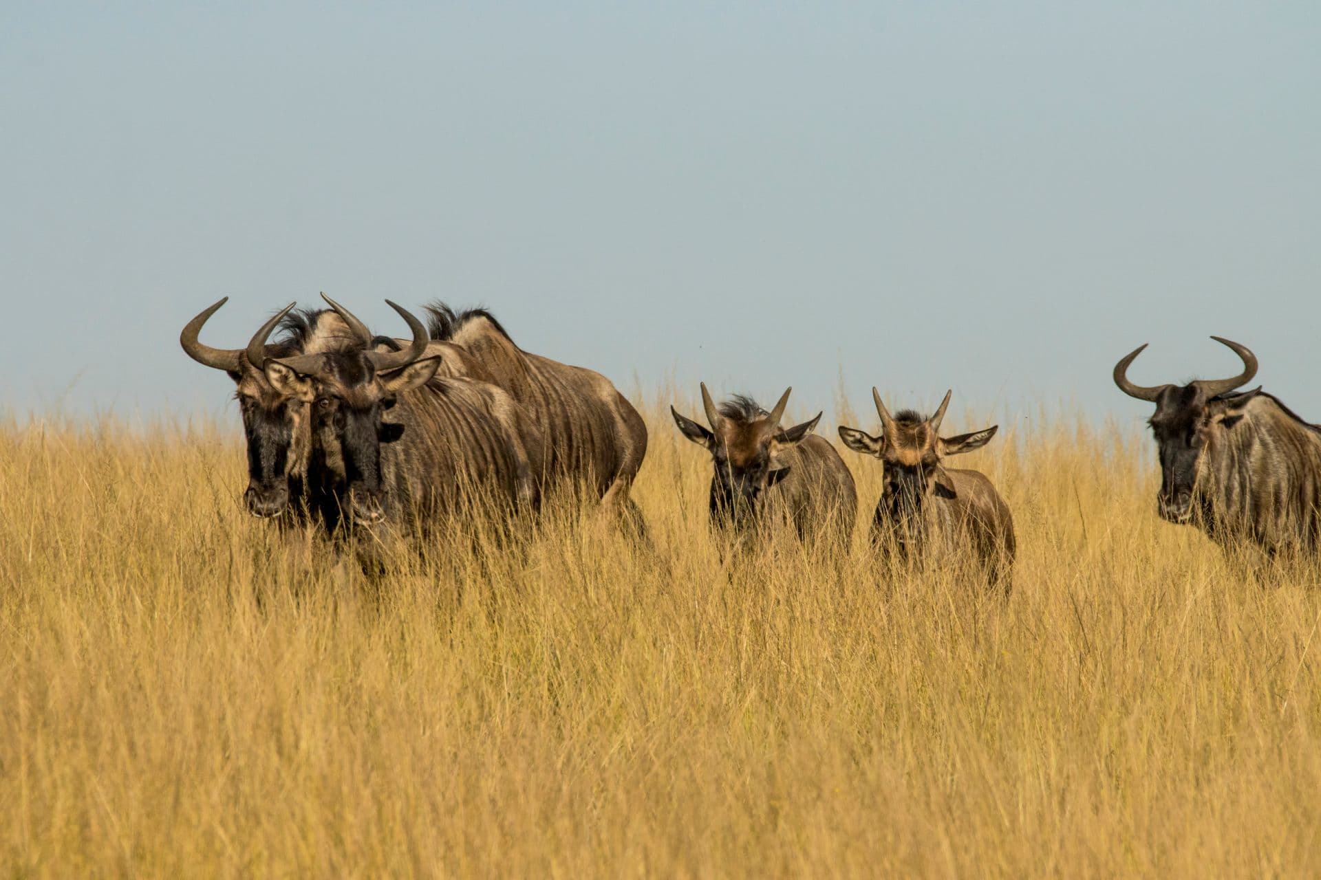 5-Day Luxury Splendor of Tanzania's Grand Wild Safari - Photo 5