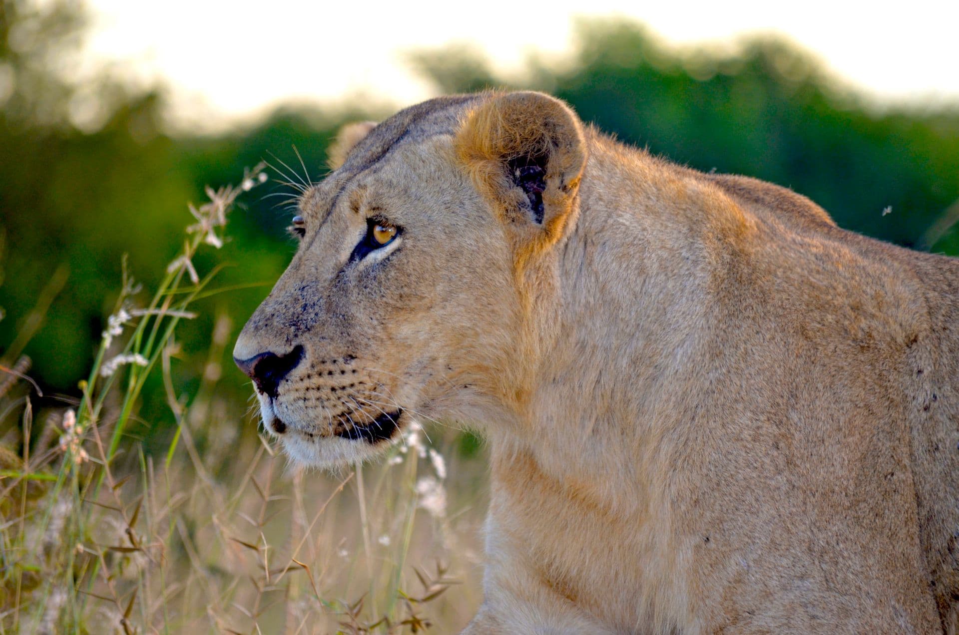 5-Day Luxury Splendor of Tanzania's Grand Wild Safari - Photo 3