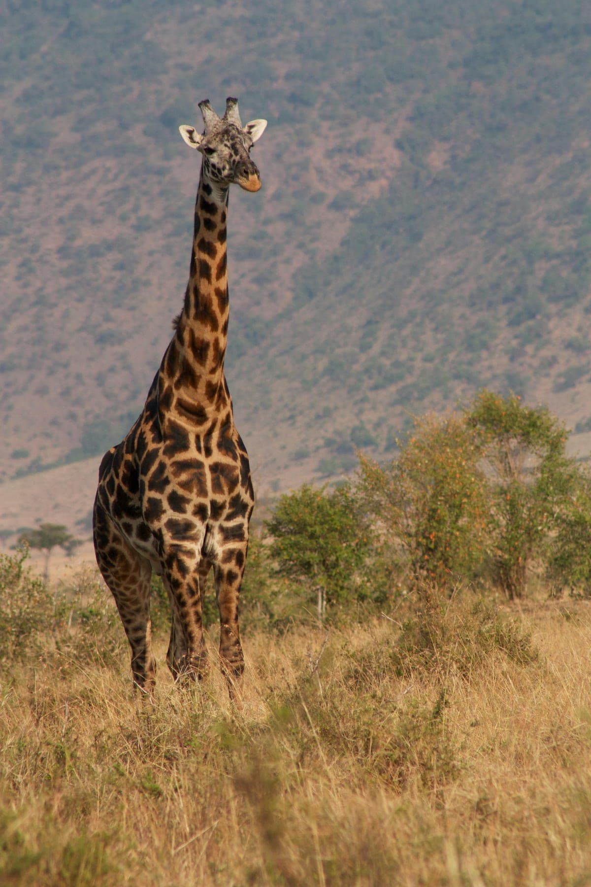 Ngorongoro Crater - Photo 4