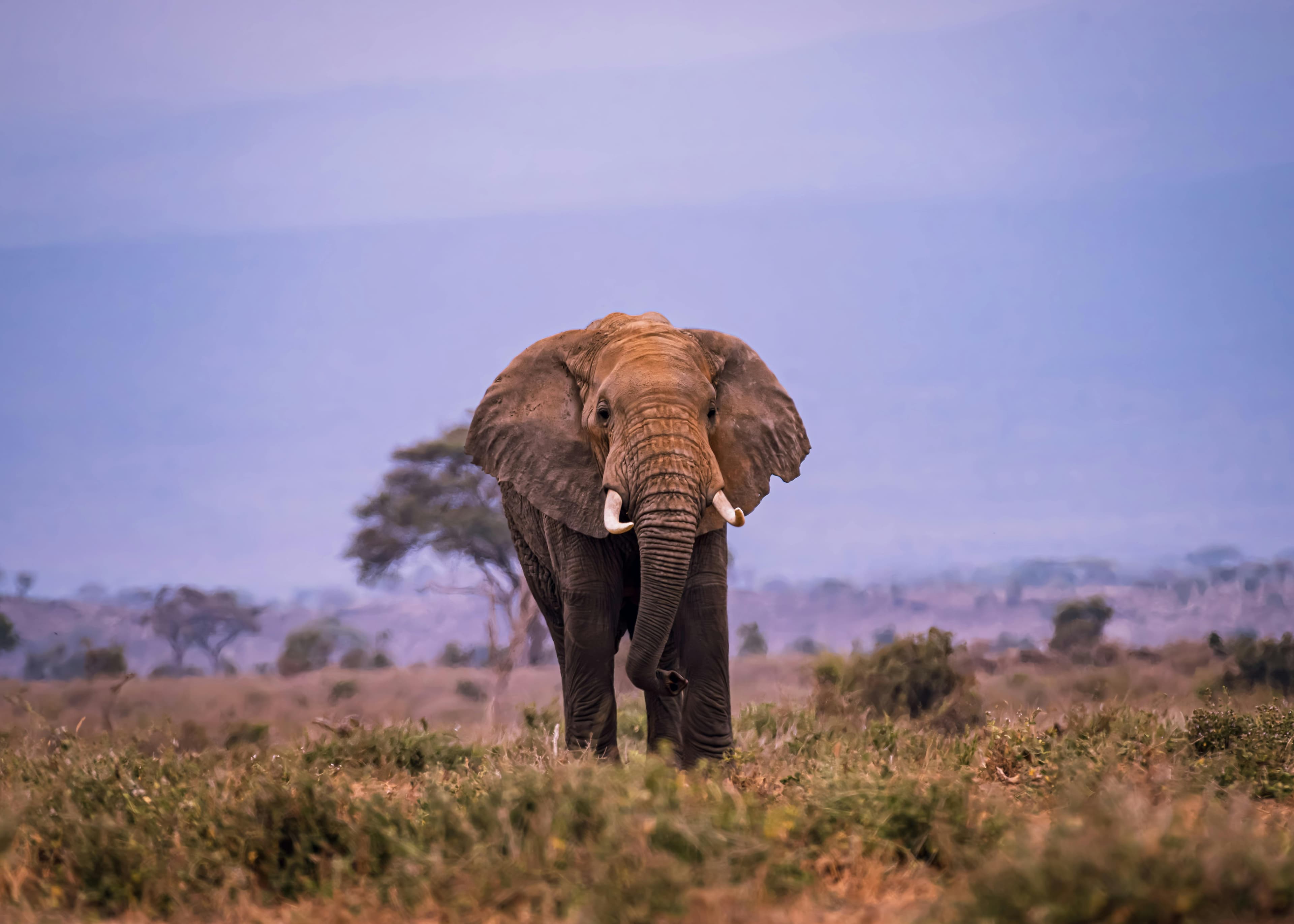 Mikumi National Park - Photo 1