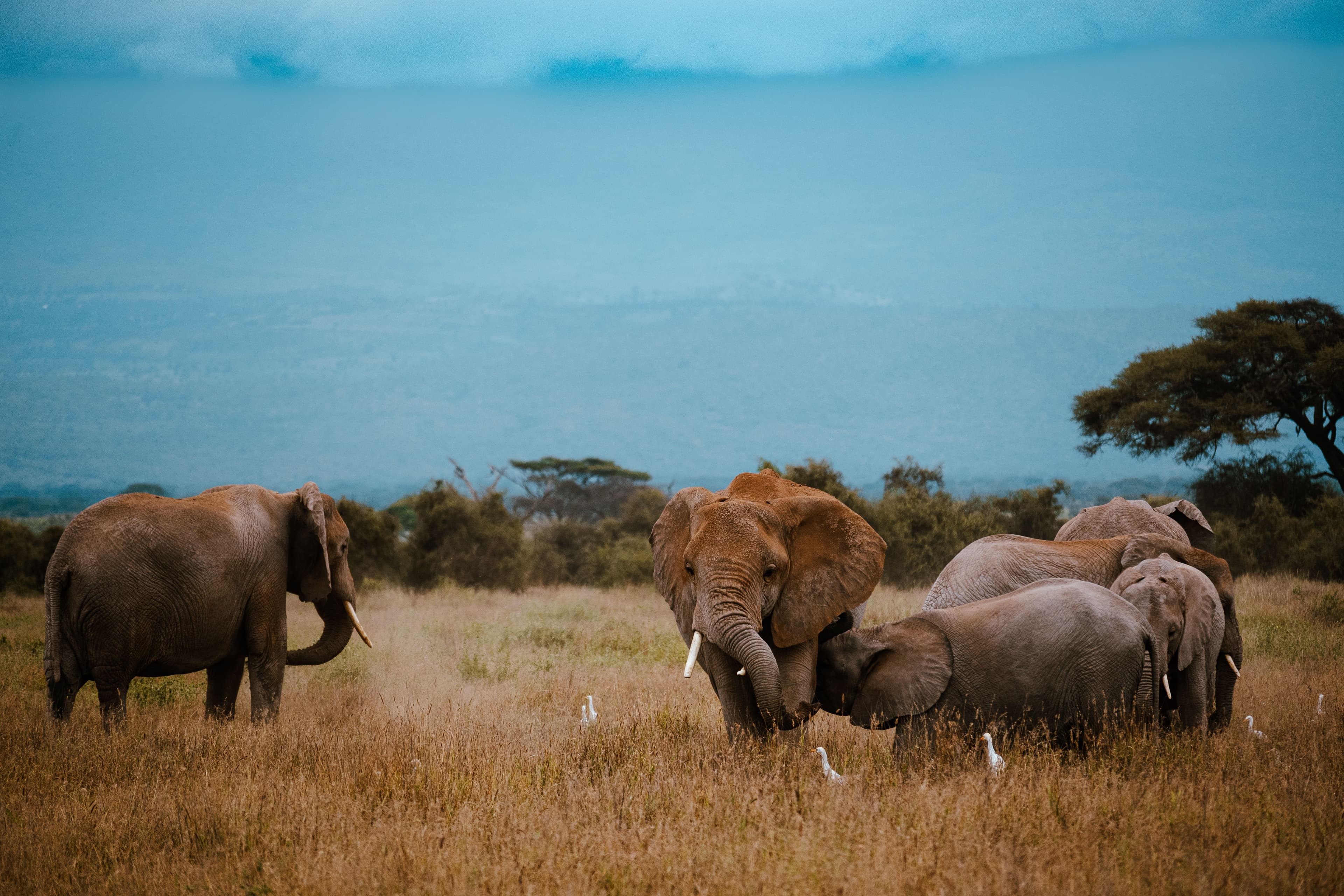 Mikumi National Park - Photo 2