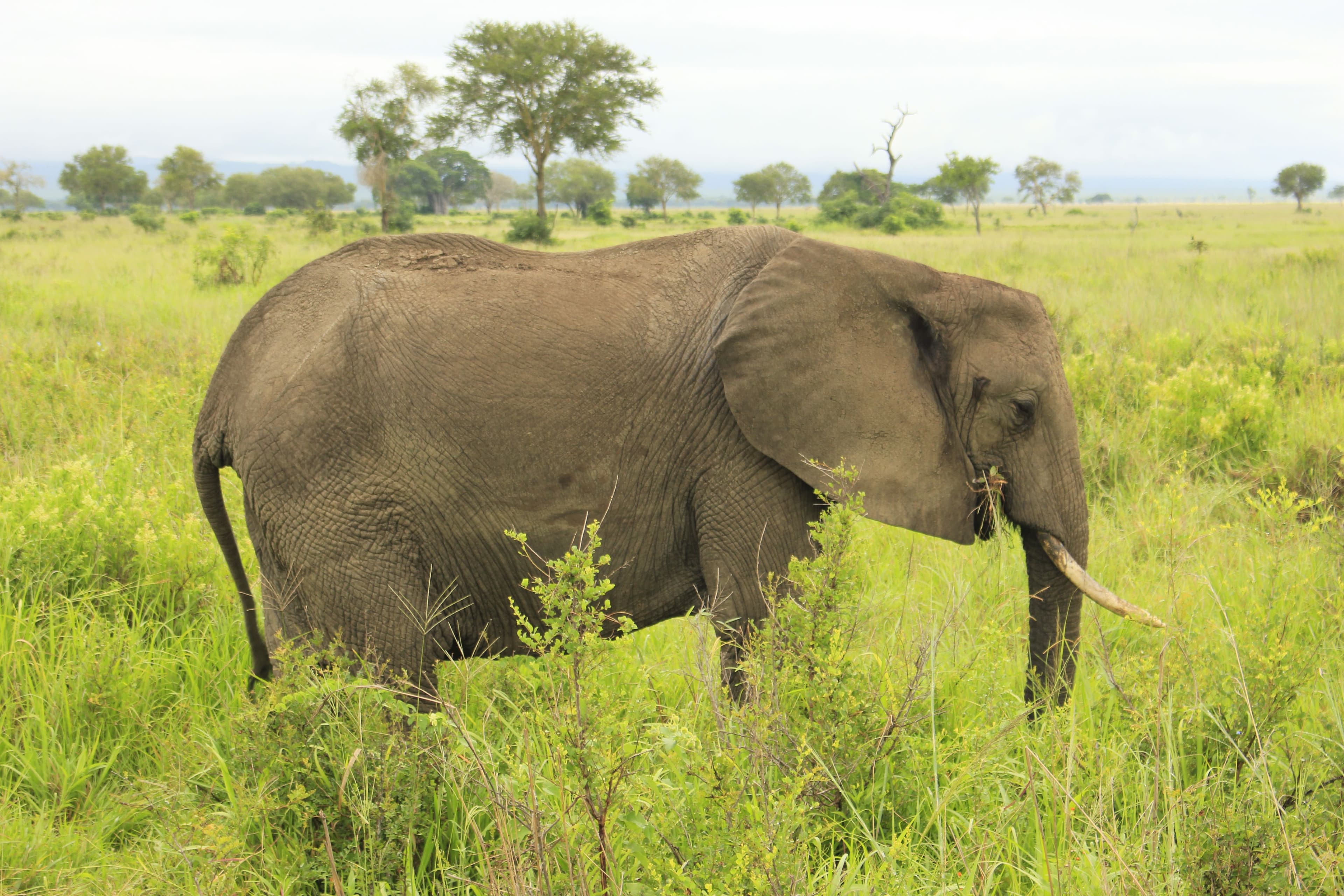 Mikumi National Park - Photo 3