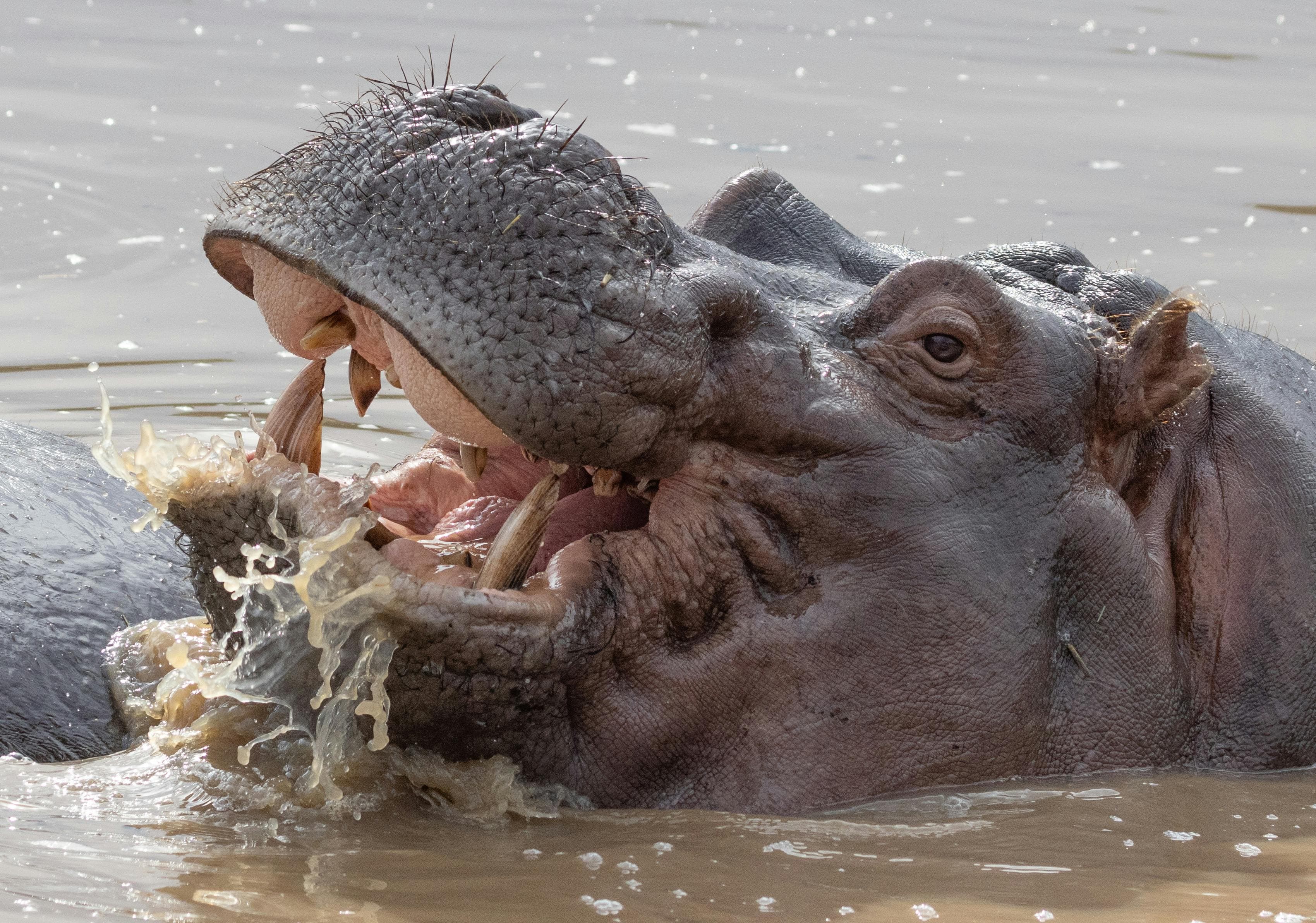6-Day Roaring Tanzania - Mid-Range - Photo 4