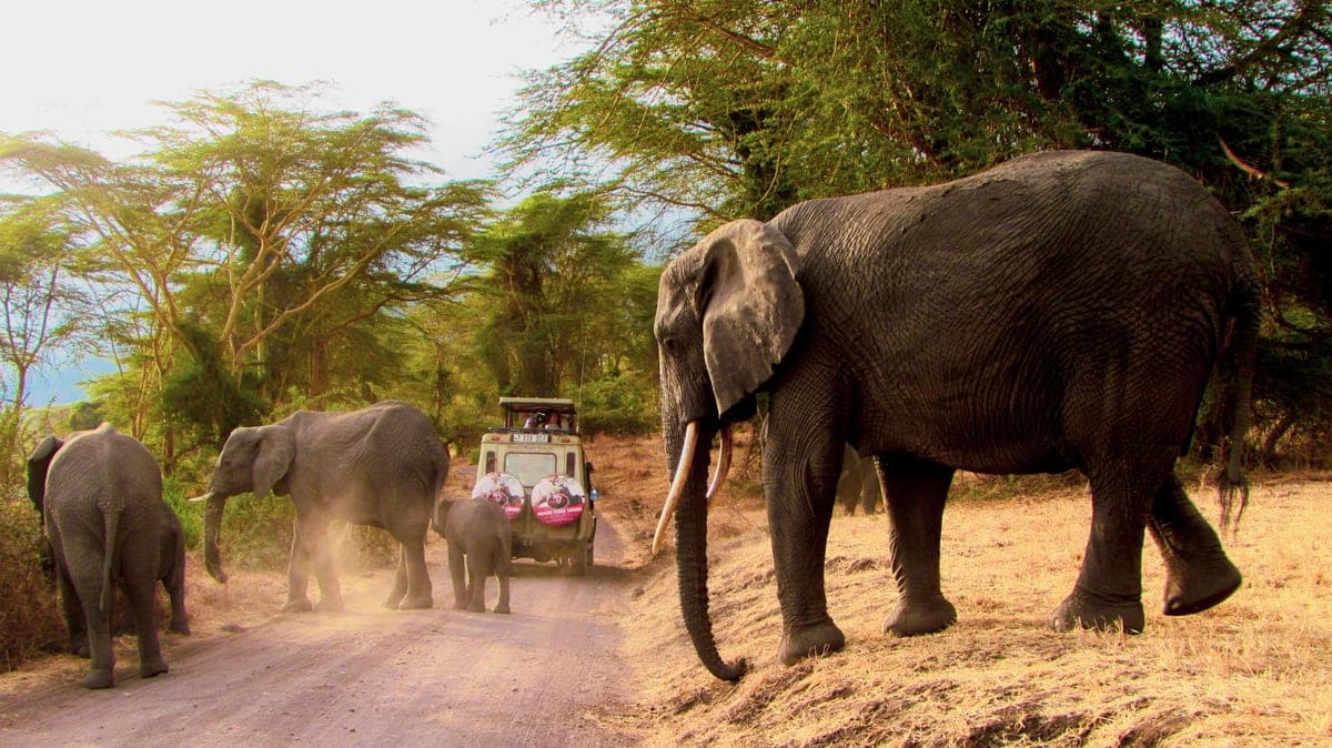 7-Day Private Luxury Serengeti Wildebeest Migration Tour - Photo 3